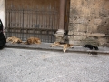 Monreale - schlafende Hunde / Monreale - cani fanno un pisolino